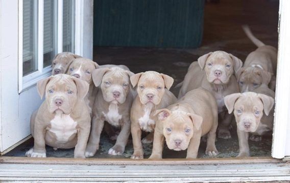 First Choice Bullys Pit Bull Puppies