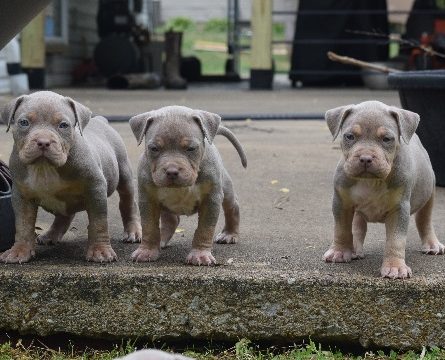 baby blue nose pitbull puppies