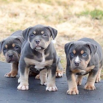 Blue pitbull outlet bully puppies